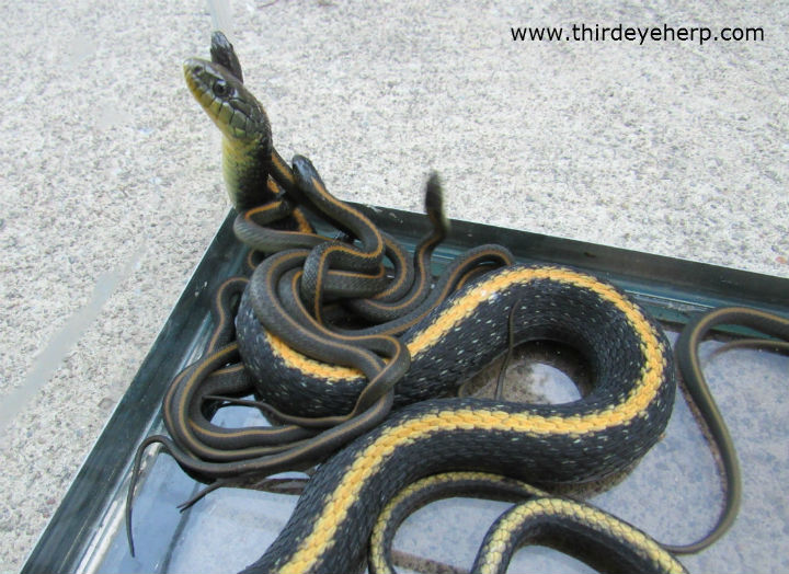 Santa Cruz Garter Snakes